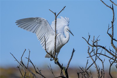 Seidenreiher - Little Egret - Egretta garzetta