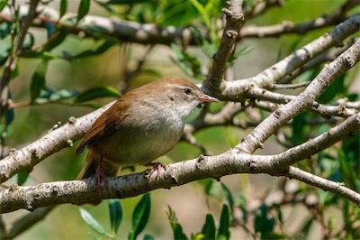 Seidensänger - Cetti's warbler - Cettia cetti