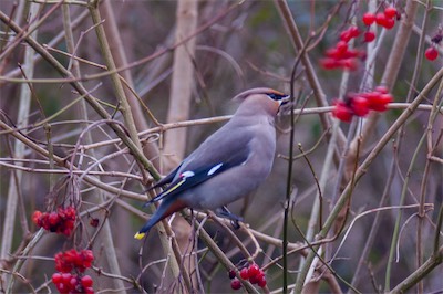 Seidenschwanz - Bohemian waxwing - Bombycilla garrulus