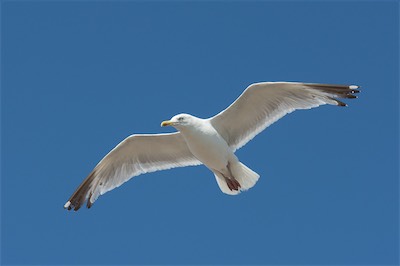 Silbermöwe - European herring gull - Larus argentatus
