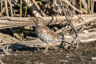 Singdrossel - Song thrush - Turdus philomelos