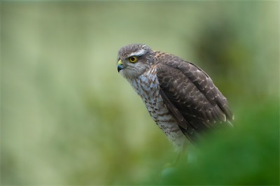 Sperber - Eurasian Sparrowhawk - Accipiter nisus