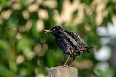 Star * Common Starling (Sturnus vulgaris)