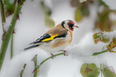 Stieglitz - European goldfinch - Carduelis carduelis
