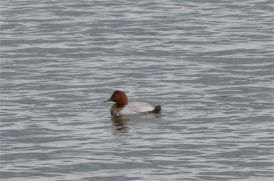 Tafelente - Common pochard - Aythya ferina