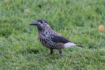 Tannenhäher - Eurasian nutcracker - Nucifraga caryocatactes