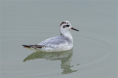 Thorshühnchen - Red phalarope - Phalaropus fulicarius