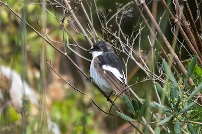 Trauerschnäpper - European pied flycatcher - Ficedula hypoleuca