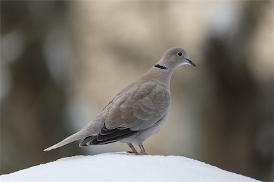 Türkentaube - Eurasian collared dove - Streptopelia decaocto