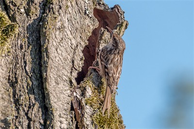 Waldbaumläufer - The Eurasian treecreeper - Certhia familiaris