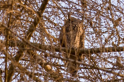 Waldohreule - Long-eared owl - Asio otus