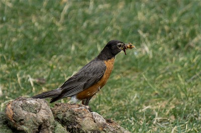 Wanderdrossel - American robin - Turdus migratorius