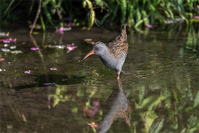Wasserralle - Water Rail - Rallus aquaticus