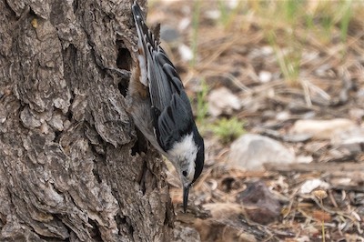 Weißbrust-Kleiber - White-breasted Nuthatch - Sitta carolinensis