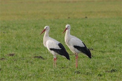 Weißstorch - White Stork - Ciconia ciconia