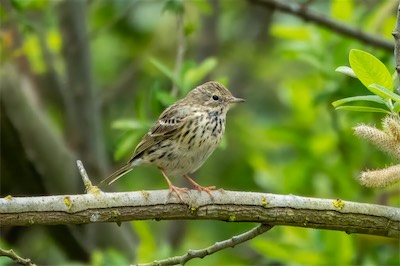 Wiesenpieper - Meadow pipit - Anthus pratensis