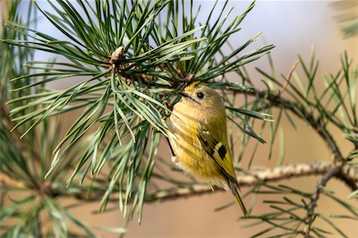 Wintergoldhähnchen - Goldcrest - Regulus regulus