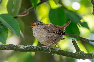 Zaunkönig - Eurasian wren - Troglodytes troglodytes