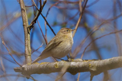 Zilpzalp (Weidenlaubsänger) - Chiffchaff - Phylloscopus collybita