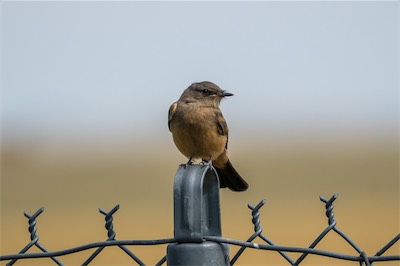 Zimtbauch-Phoebetyrann - Say's phoebe - Sayornis saya