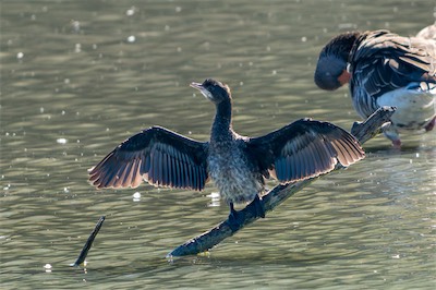 Zwergscharbe * Pygmy Cormorant (Microcarbo pygmaeus)