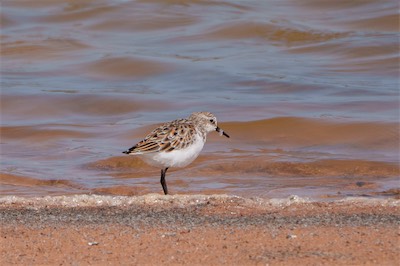Zwergstrandläufer - Little stint - Calidris minuta