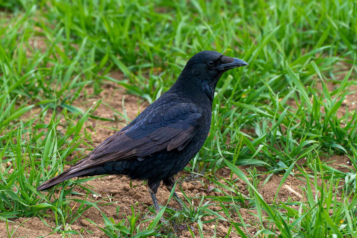 Rabenkrähe
