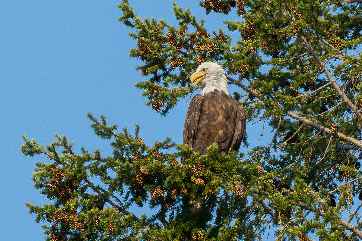 Weißkopfseeadler