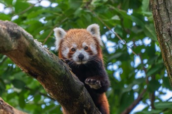  Kleiner Pandabär - Red panda - Ailurus fulgens 