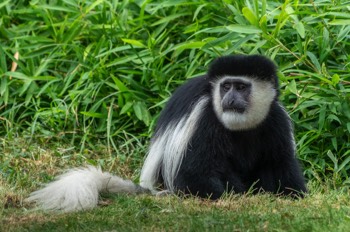  Mantelaffe (Guereza) - Mantled guereza - Colobus guereza 