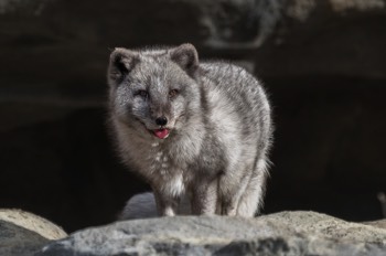  Polarfuchs - Arctic fox - Vulpes lagopus 