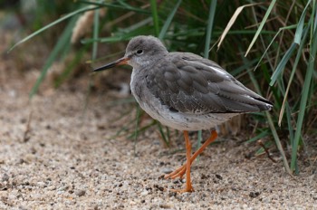  Rotschenkel - common redshank - Tringa totanus 