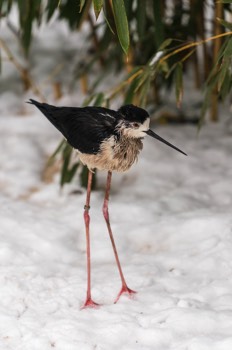  Stelzenlaeufer - Black-winged stilt - Himantopus himantopus 