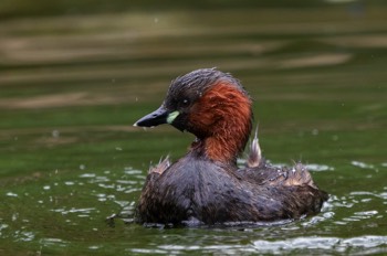  Zwergtaucher - Little grebe - Tachybaptus ruficollis 