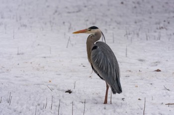  Graureiher - Grey heron - Ardea cinerea 