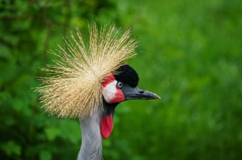  Grauhals-Kronenkranich - The grey crowned crane - Balearica regulorum 