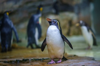  Nördlicher Felsenpinguin - Northern rockhopper penguin - Eudyptes moseleyi 