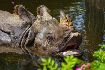  Panzernashorn - Indian Rhinoceros - Rhinoceros unicornis 