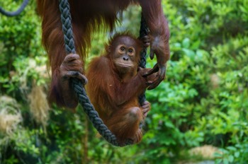  Sumatra-Orang-Utan - Sumatran orangutan - Pongo abelii 