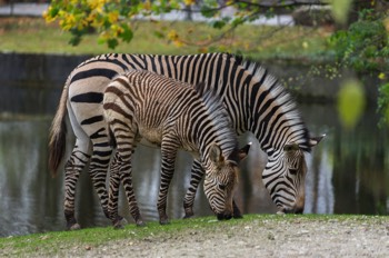  Hartmann-Bergzebra - Hartmann's mountain zebra - Equus zebra hartmannae 