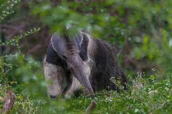  Großer Ameisenbär - Giant anteater - Myrmecophaga tridactyla 