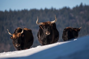  Auerochse (Wildrind) - Aurochs - Bos primigenius 