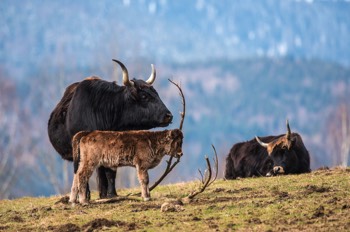  Auerochse (Wildrind) - Aurochs - Bos primigenius 