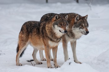  Wolf - Grey wolf - Canis lupus 