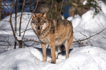  Wolf - Grey wolf - Canis lupus 