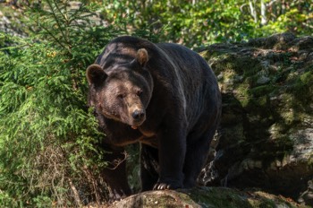  Braunbär - Brown bear -  Ursus arctos 