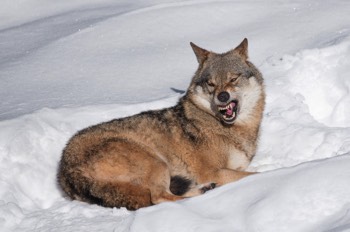  Wolf - Grey wolf - Canis lupus 