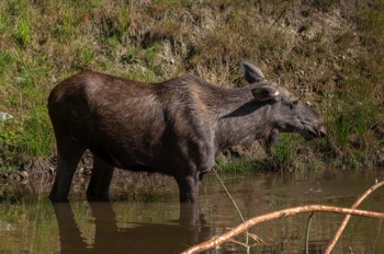  Elch - Eurasian elk - Alces alces 