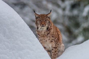  Luchs - Eurasian lynx - Lynx lynx 