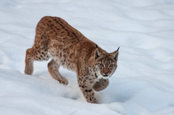  Luchs - Eurasian lynx - Lynx lynx 